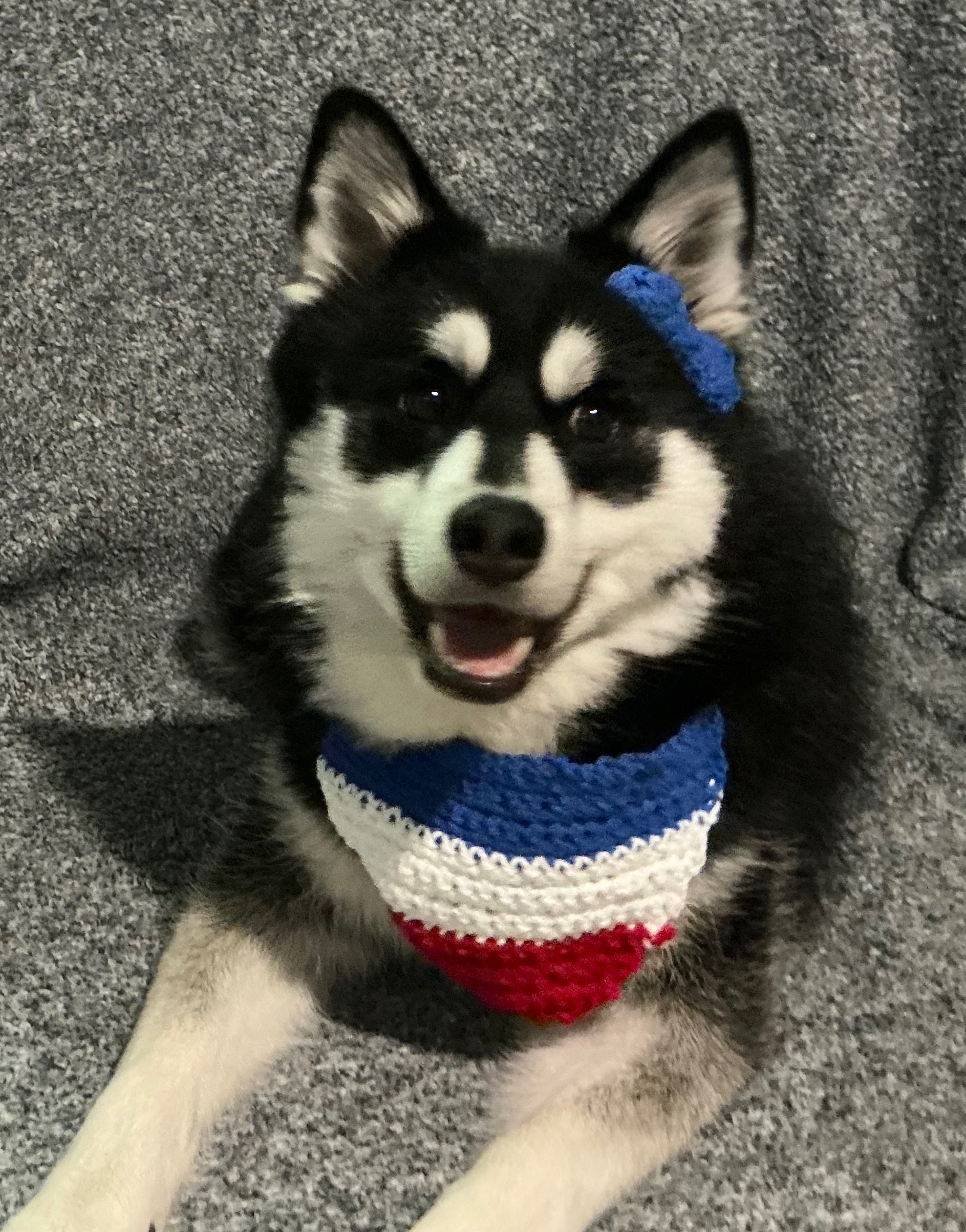 A curious family dog