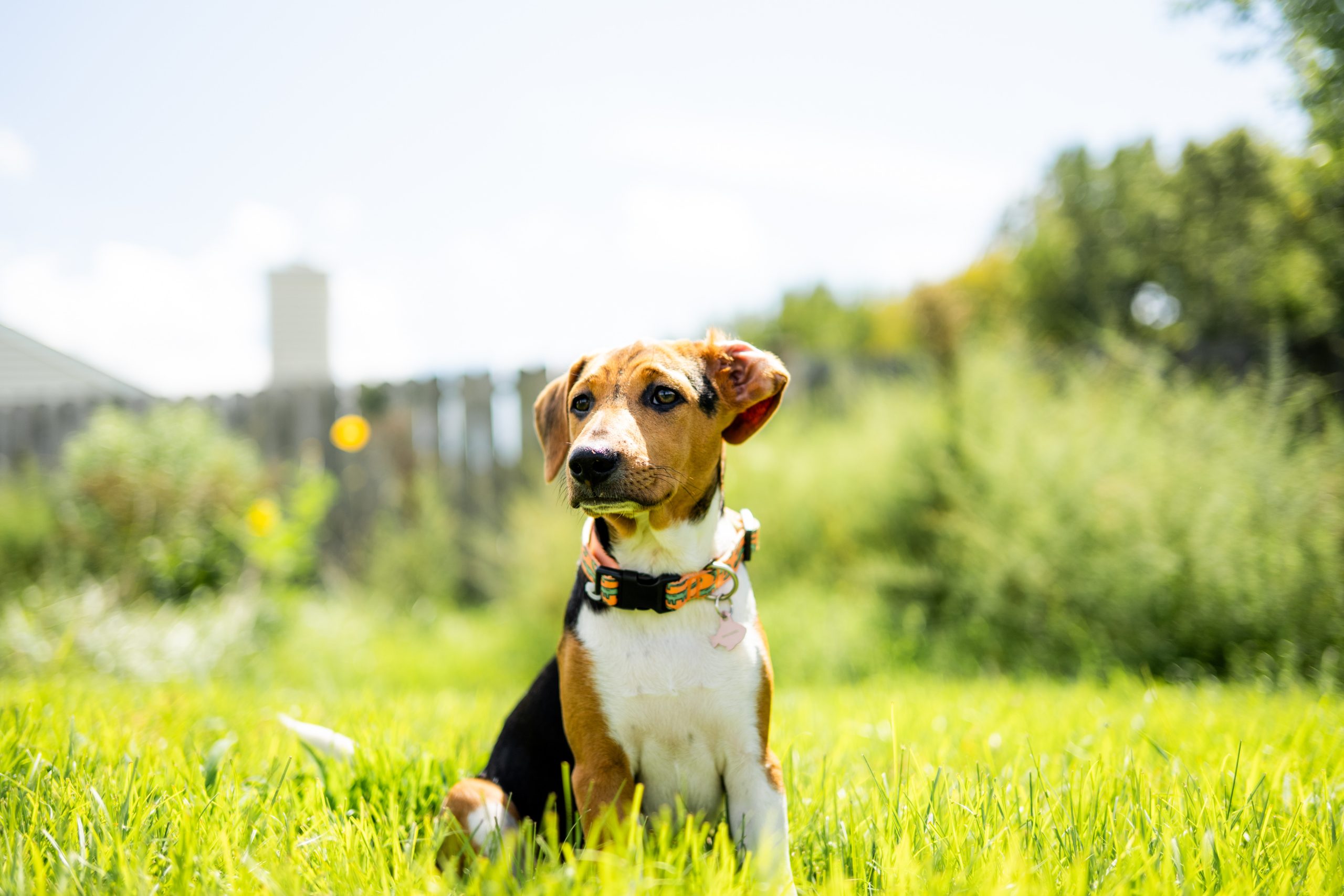 A dog sitting happily outdoors in green grass